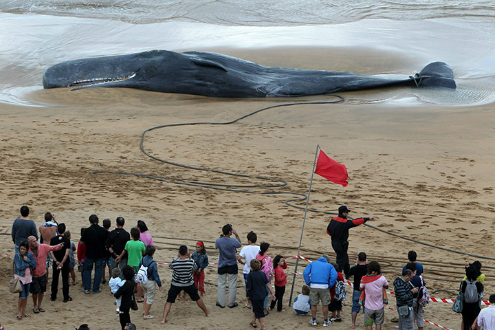 Week in wildlife: Carcass of a sperm whale at Zarautz beach in Guipuzcoa , Spain