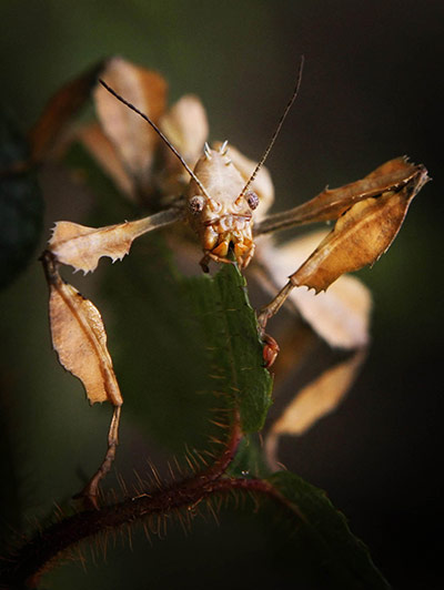 24 Hours: New Tropical Forest Zone at Edinburgh Zoo