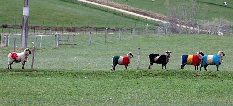 rugby: World Cup Sheep IRB RWC 2011