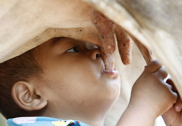 24 hours in pictures: A boy suckles milk from a cow in  in Cambodia