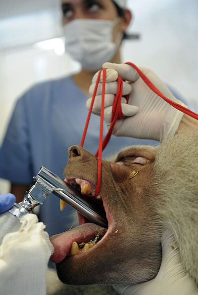 24 hours in pictures: A baboon gets dental treatment in colombia