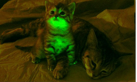 Glow Kitten