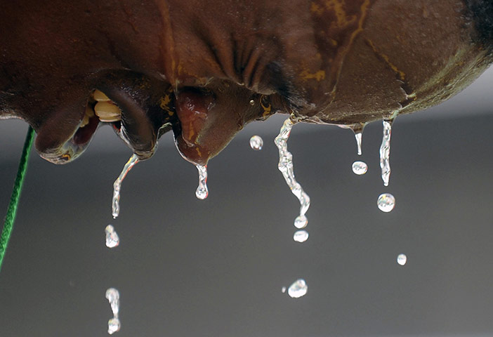 24 hours: Medellin, Colombia: Kenyan runner Julius Kipego Ketter cools himself down