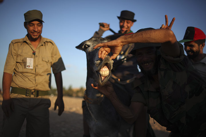 24 hours: Bani Walid, Libya: Former rebels play with a donkey 
