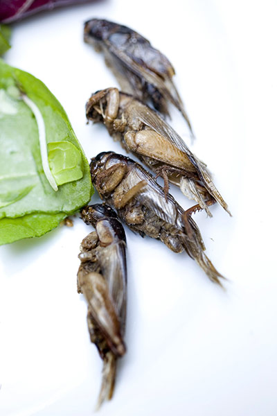 Edible insects: Edible insects 4
