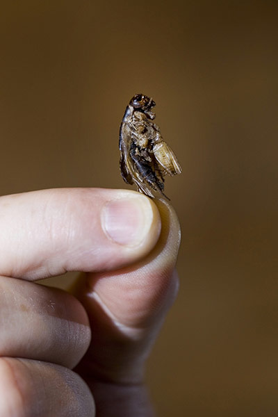 Edible insects: Edible insects 8