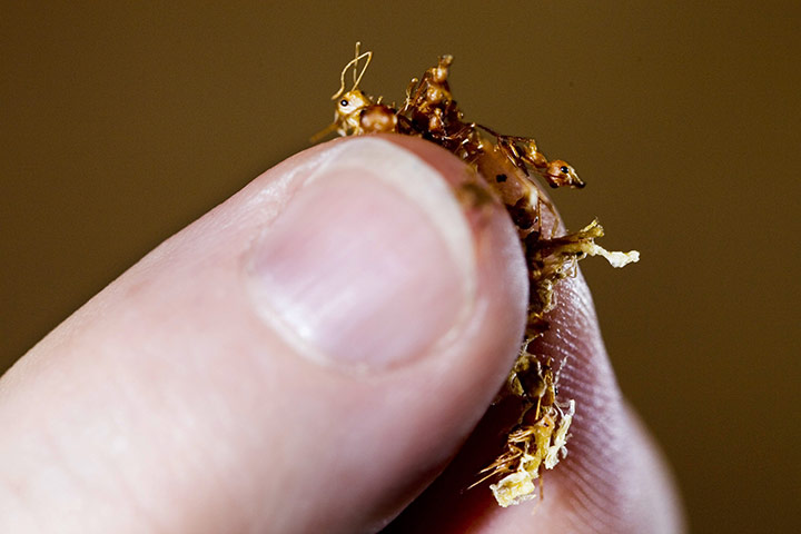 Edible insects: Edible insects 10