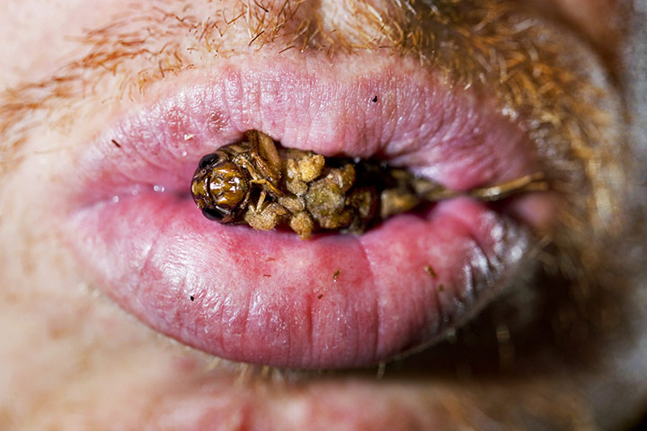 Edible insects: Edible insects 11