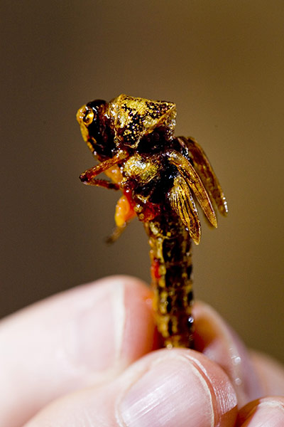 Edible insects: Edible insects 12