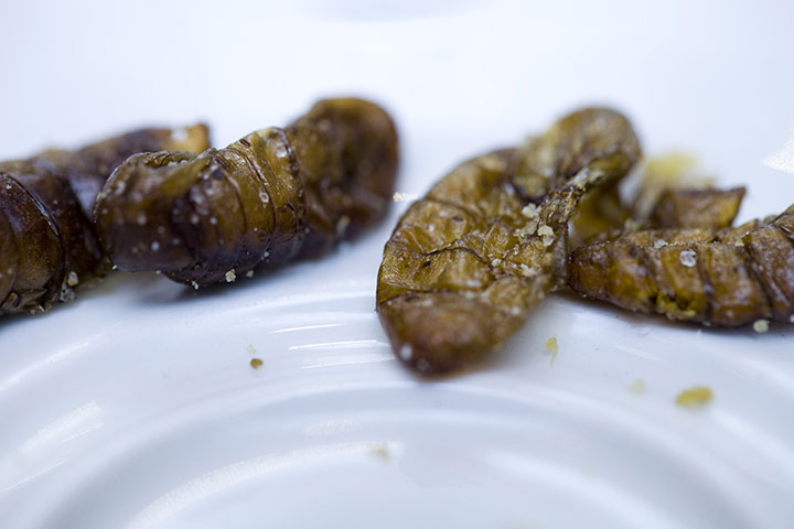 Edible insects: Edible insects 15
