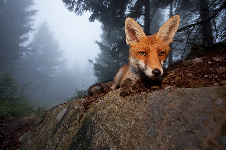 GDT Ewpy 2011: Fritz Pölking Award : the story about the fox Sophie