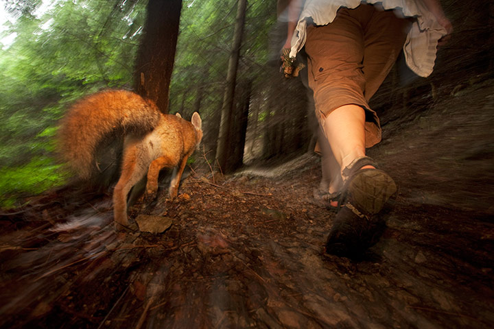 GDT Ewpy 2011: Fritz Pölking Award : the story about the fox Sophie