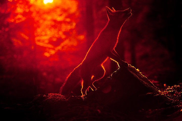 GDT Ewpy 2011: Fritz Pölking Award : the story about the fox Sophie