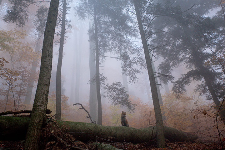 GDT Ewpy 2011: Fritz Pölking Award : the story about the fox Sophie