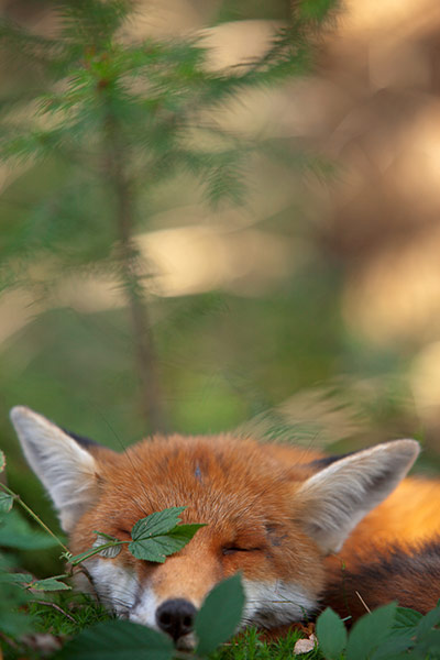 GDT Ewpy 2011: Fritz Pölking Award : the story about the fox Sophie