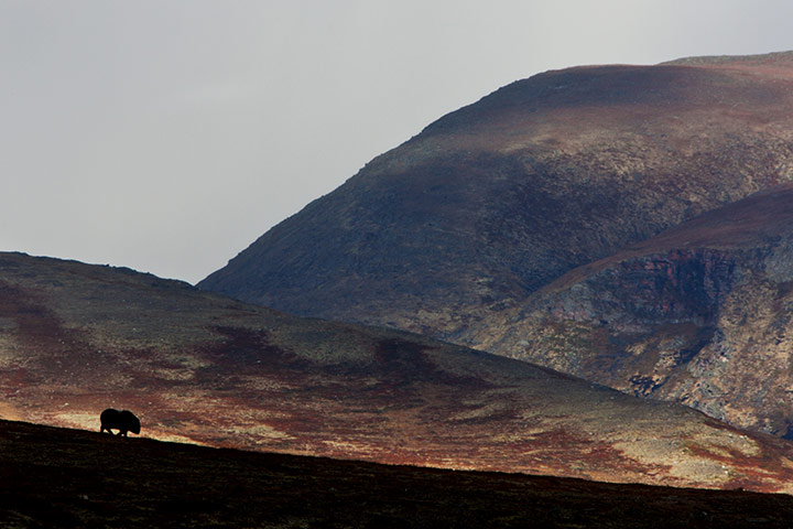 GDT Ewpy 2011: Fritz Pölking Junior Award : Norwegian Autumn