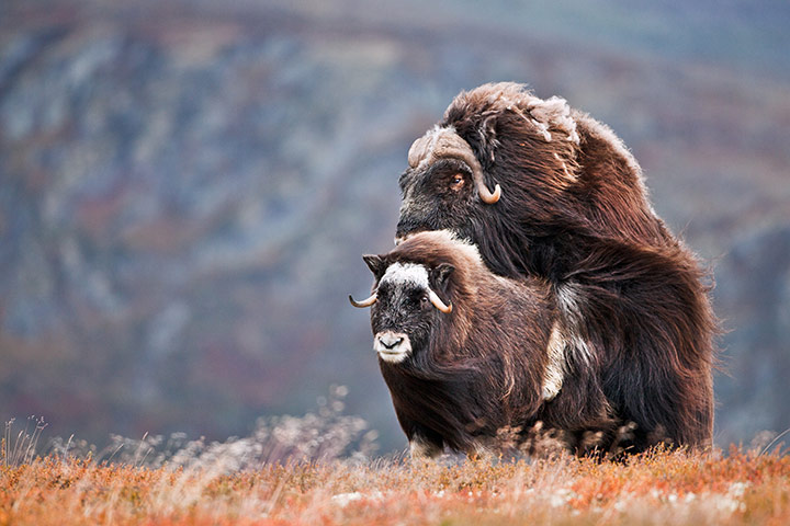 GDT Ewpy 2011: Fritz Pölking Junior Award : Norwegian Autumn