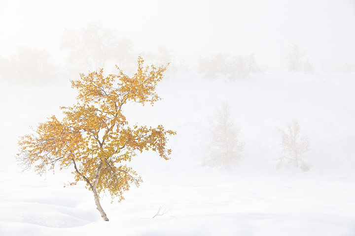 GDT Ewpy 2011: Fritz Pölking Junior Award : Norwegian Autumn