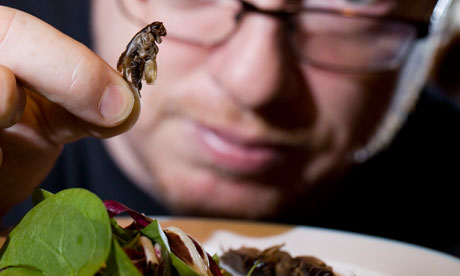 Fraser Lewry eats a cricket