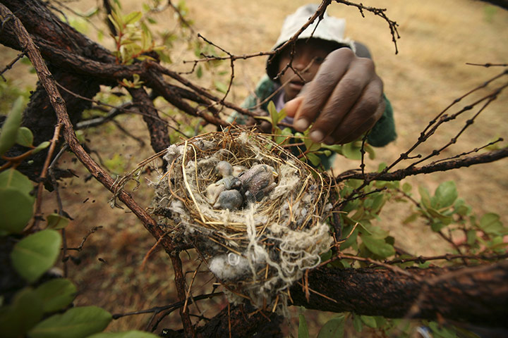 Robert Mugabe: November 2008: Tendai Mutevera looks for food in a birds nest in Doma