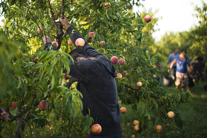 FTA: Attila Balazs: A day-worker shakes ripe fruit from a tree in a peach orchard