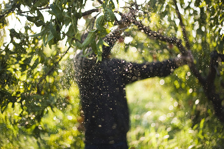 FTA: Attila Balazs: Dew flies as a day-worker shakes ripe fruit from a tree in a peach orchard