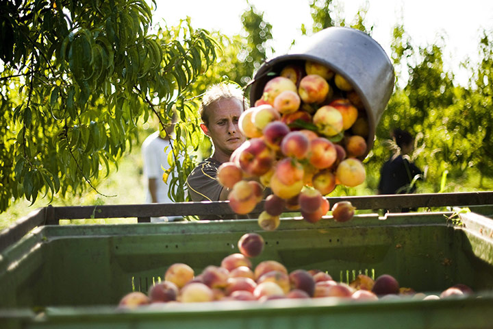 FTA: Attila Balazs: A bucket of peaches is emptied into a container