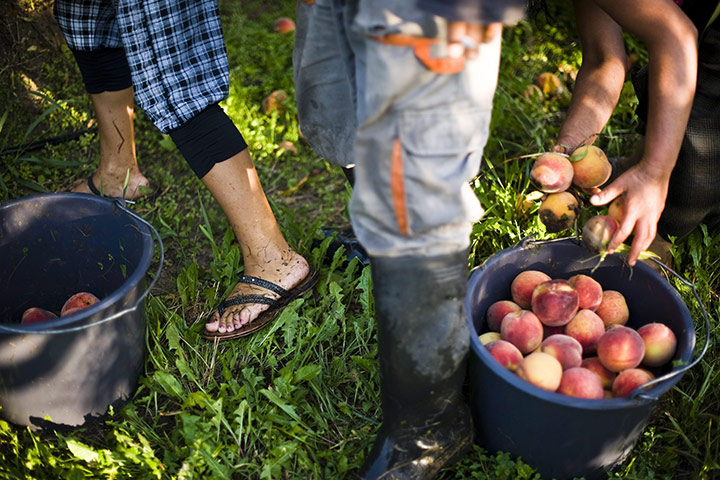 FTA: Attila Balazs: Day-workers pick peaches off the ground after they were shaken off trees 