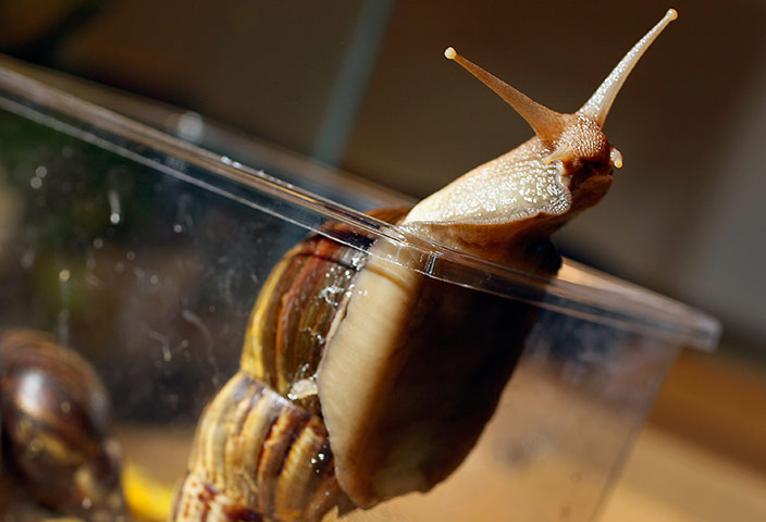 week in wildlife: Dep't Of Agriculture Warns Of Arrival Of Giant African Land Snails In U.S.