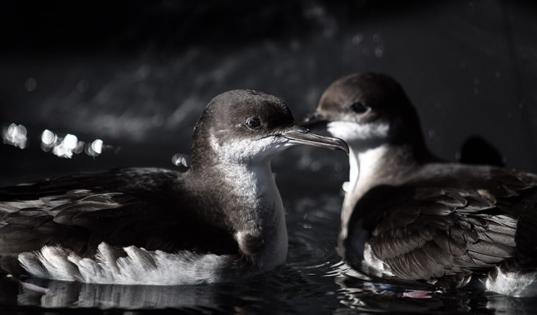 week in wildlife: Taunton RSPCA Centre Helps Storm Stranded Birds Prepare For Migration