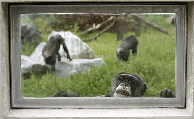week in wildlife: A chimpanzee looks through a window at sanctuary in Gaenserndorf