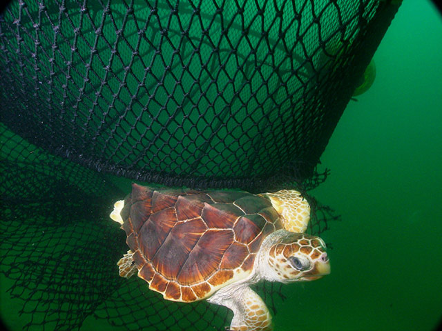 week in wildlife: Loggerhead turtle near fishing nets
