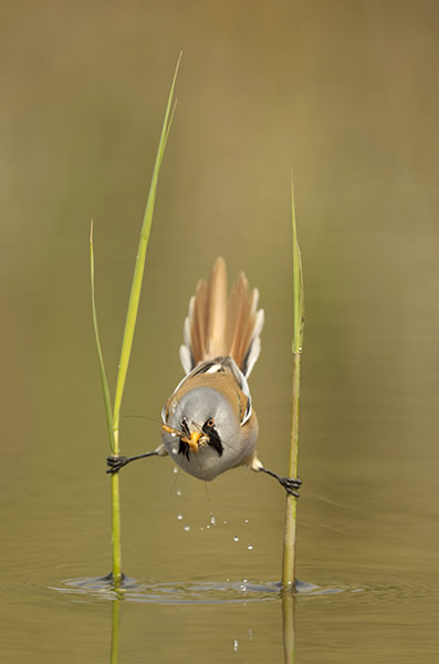 week in wildlife: Bearded reedling male catching a cranefly, The Veluwe, Netherlands