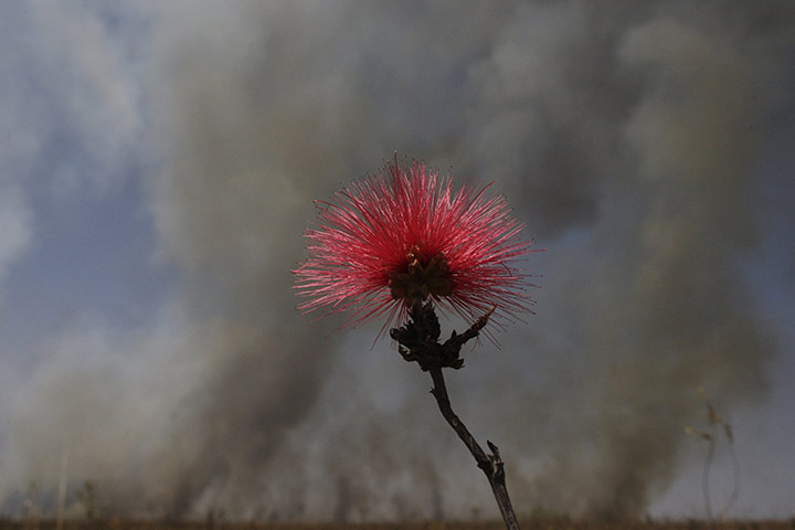 week in wildlife: Calliandra flower