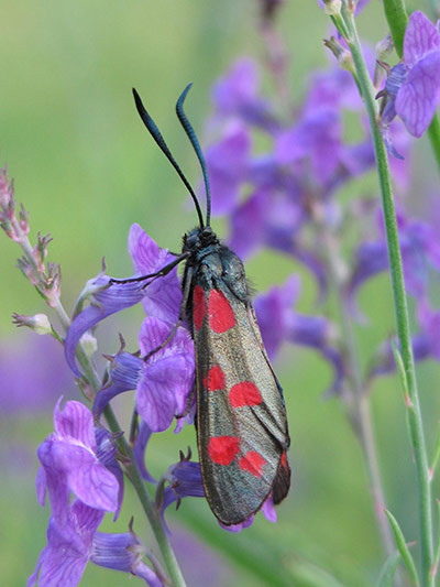 week in wildlife: Big Butterfly Count 2011