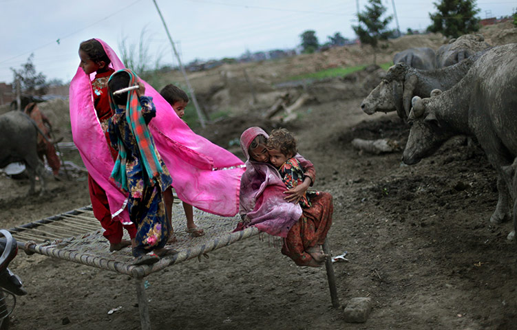 24 hours in pictures: Children of a nomadic family relax on a bedstead beside their cattle, India