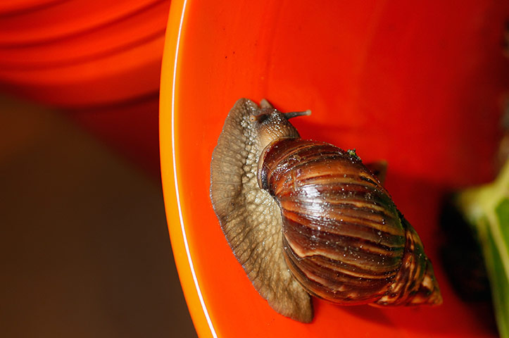 24 hours in pictures: A Giant African land snail is seen as the Florida Department of Agriculture