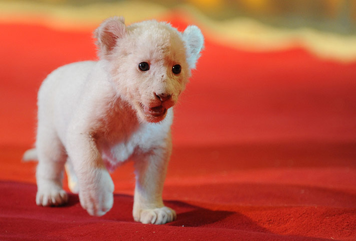 24 hours in pictures: A white lion cub at the Circus Krone in Hamburg