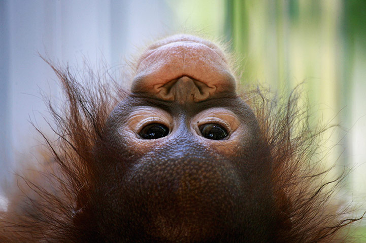 24 Hours: Three Month Old Orangutan 'Rika' At Bintan Zoo
