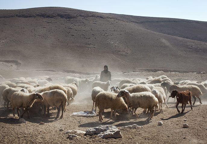 Levene West Bank: Hajah herds her sheep near the village of Al Fakheet