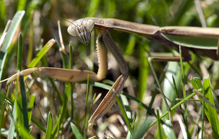 24 hours: Whitmore Lake, Michigan, USA: A Praying Mantis sits in the grass