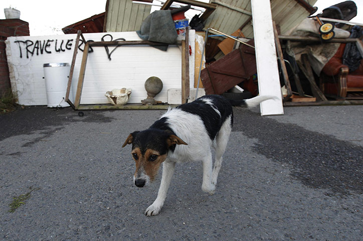 Dale Farm: a dog passes a barrier