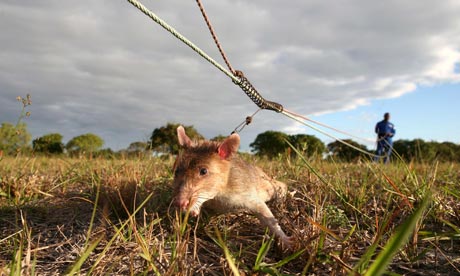 Rats detect landmines