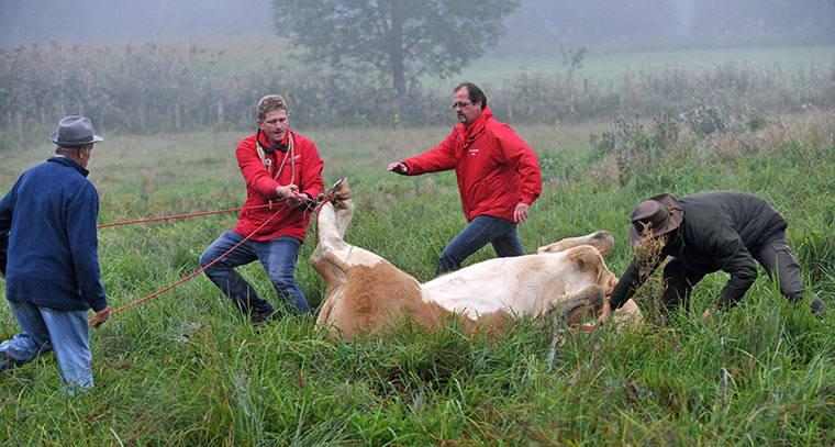 Yvonne the runaway cow: Yvonne is caught on a pasture near Stefanskirchen, southern Germany