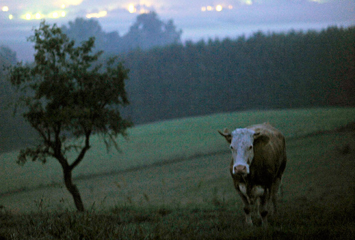 Yvonne the runaway cow: Yvonne, the runaway cow, has been found in Unteralmsham