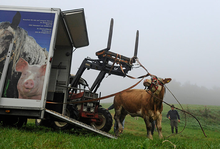 Yvonne the runaway cow: Yvonne escaped from a farm in May 2011 as she was about to be slaughtered