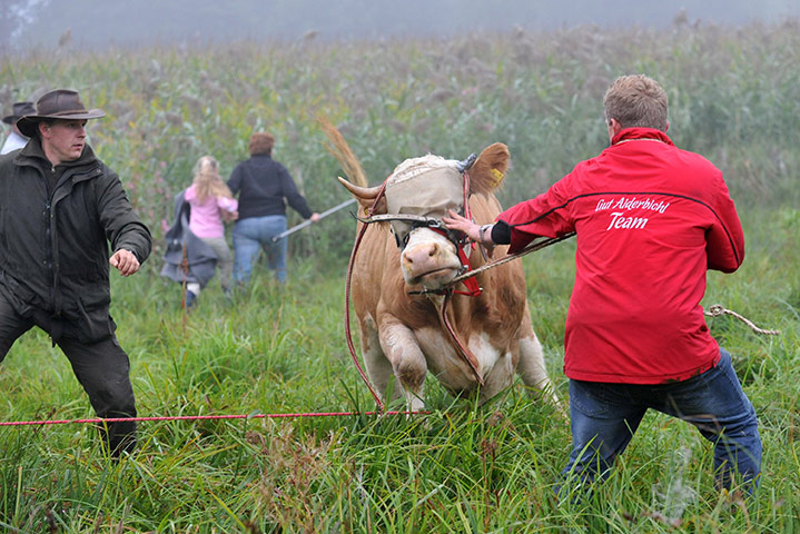 Yvonne the runaway cow: Yvonne's whereabouts became a national obsession in Germany