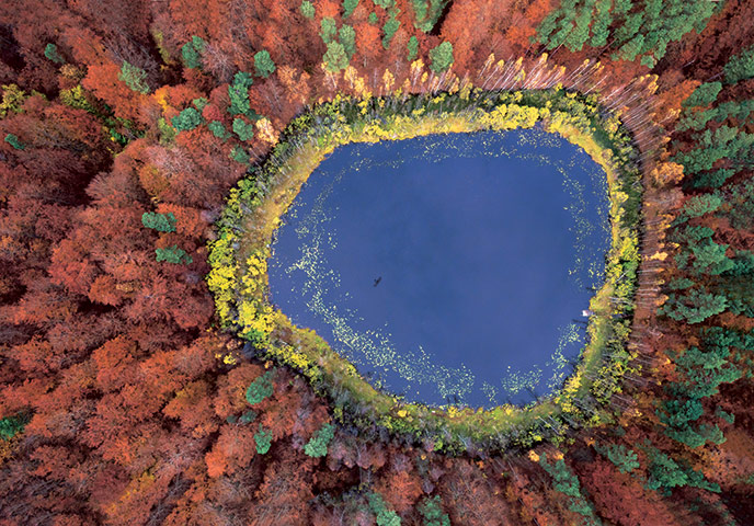 Forests from above: Forests from above