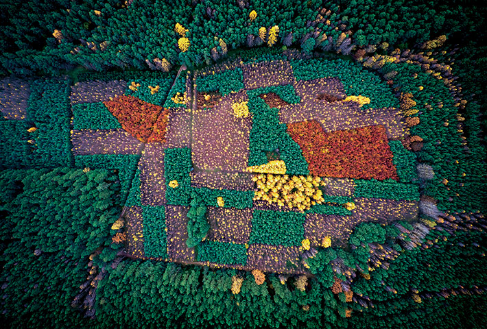 Forests from above: Forests from above
