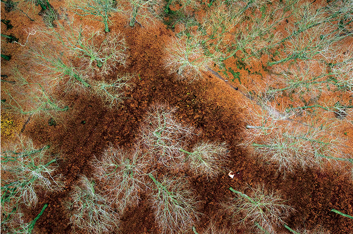 Forests from above: Forests from above